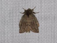 Wavy-Lined Heterocampa Moth